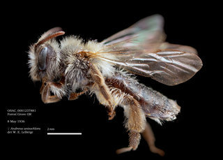 Andrena anisochlora, female, lateral, OSAC