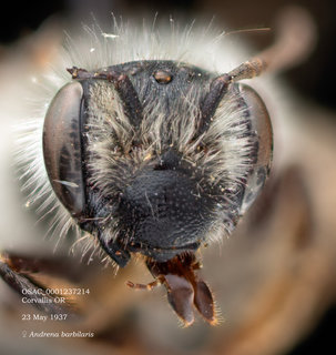 Andrena barbilabris, female, head, OSAC