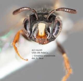 Ceratina arizonensis, female, head.