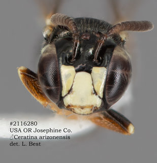 Ceratina arizonensis, male, head.