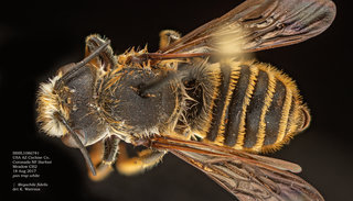Megachile fidelis, female, dorsal, BBSL