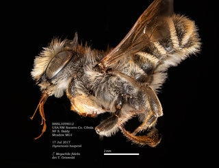 Megachile fidelis, male, lateral, BBSL