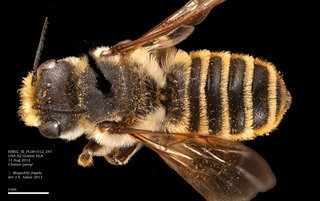 Megachile frigida, female, dorsal, EMEC SI PL