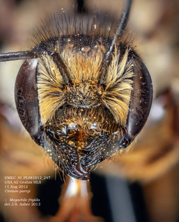 Megachile frigida, female, head, EMEC SI PL