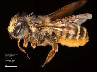 Megachile frigida, female, lateral, EMEC SI PL