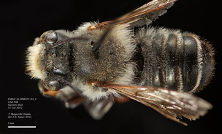 Megachile frigida, male, dorsal, EMEC SI MM