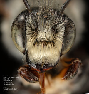 Megachile frigida, male, head, EMEC SI MM