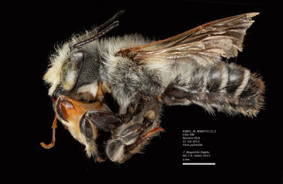 Megachile frigida, male, lateral, EMEC SI MM