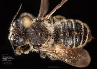 Megachile inermis, female, dorsal, BBSL