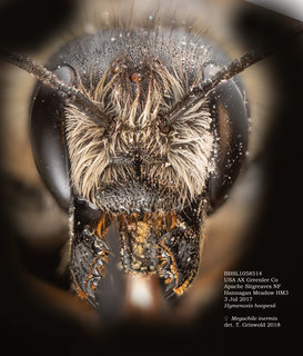 Megachile inermis, female, head, BBSL