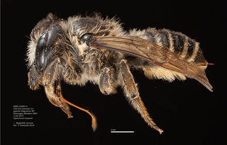 Megachile inermis, female, lateral, BBSL