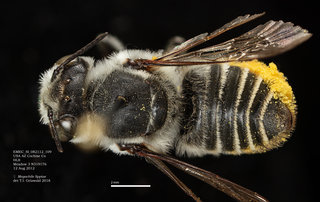 Megachile lippiae, female, dorsal, EMEC SI