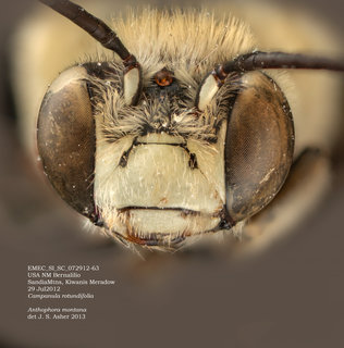 Anthophora montana, male, head, EMEC SI SC -