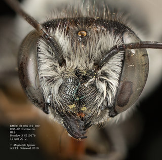 Megachile lippiae, female, head, EMEC SI