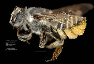 Megachile lippiae, female, lateral, EMEC SI