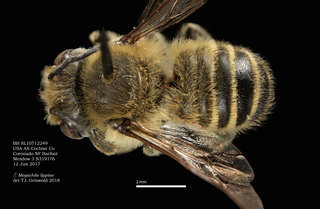 Megachile lippiae, male, dorsal, BB SL