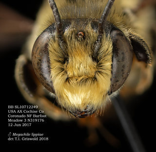 Megachile lippiae, male, head, BB SL