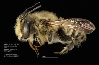 Megachile lippiae, male, lateral, BB SL