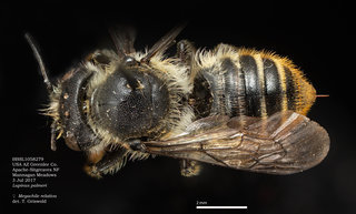 Megachile relativa, female, dorsal, BBSL