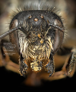 Megachile relativa, female, head, BBSL