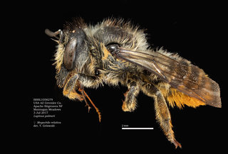 Megachile relativa, female, lateral, BBSL
