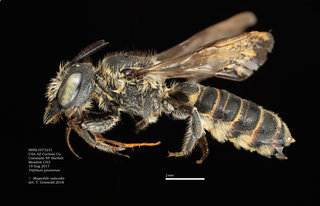 Megachile subexilis, female, lateral, BBSL