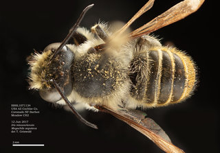 Megachile zapoteca, male, dorsal, BBSL