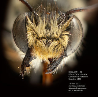 Megachile zapoteca, male, head, BBSL