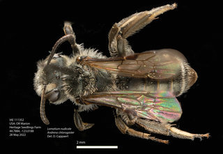 Andrena chlorogaster, JF, dorsal, IAE