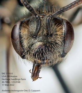 Andrena chlorogaster, JF, head, IAE