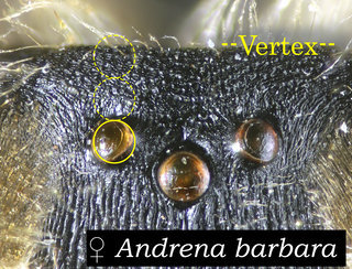 Andrena barbara, head, vertex long, barbara