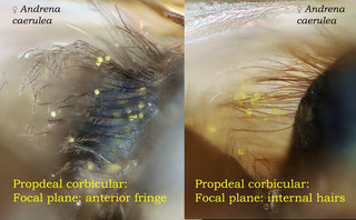 Andrena caerulea, thorax, female, propdeum, corbicula plumose inside, caerulea