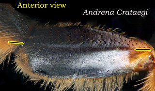 Andrena crataegi, legs, hind femur ridge, crataegi