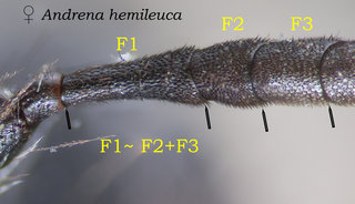 Andrena hemileuca, head, F equals Fplus.alt
