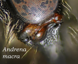Andrena macra, female, head, malar xtreme short, macra