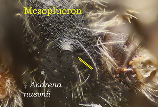 Andrena nasonii, female, thorax, mesopleuron, tubercle, nasonii