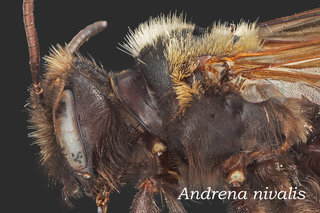Andrena nivalis, thorax, dark light hairs, astragali