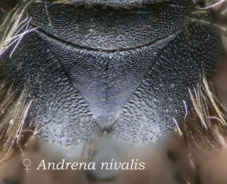 Andrena nivalis, thorax, propodeal triangle nivalis