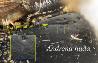 Andrena nuda, thorax, scutumsparse pits, nuda.alt