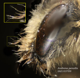 Andrena pensilis, female, head, clypeus hairs simple, pensilis