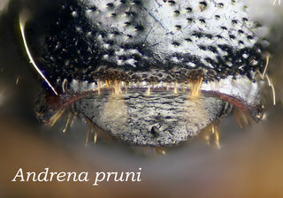 Andrena pruni, female, head, labral process, best, pruni