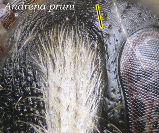 Andrena pruni, head, fovea deep, pruni