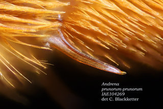 Andrena prunorum prunorum, female, legs, spur, prunorum