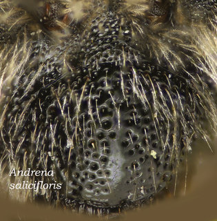 Andrena salicifloris, female, head, clypeus, salicifloris