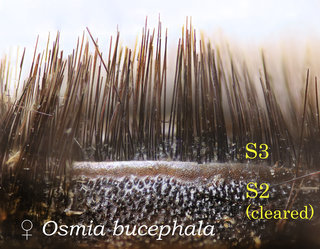 Osmia bucephala, abdomen, scopal hairs tapered, bucephala
