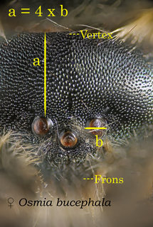 Osmia bucephala, female, head, vertex x, bucephala