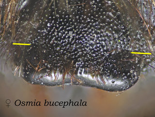 Osmia bucephala, head, clypeus depression, bucephala