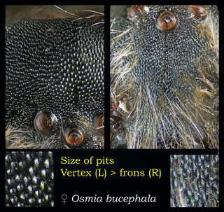 Osmia bucephala, head, vertex vs frons pits, bucephala
