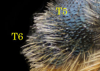 Osmia georgica, abdomen, T light hairs, georgica
