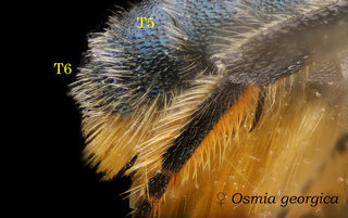 Osmia georgica, abdomen, yellow scope, georgica